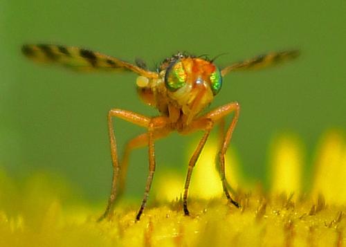 Myopites apicatus